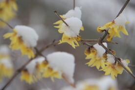 腊梅白雪