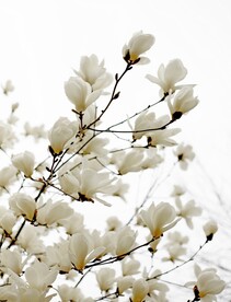 玉兰花