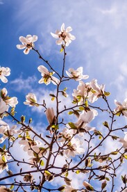 玉兰花