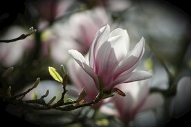 玉兰花摄影