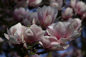 玉兰花