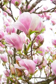 玉兰花