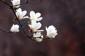 玉兰花