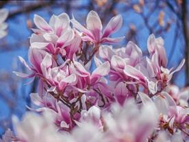 玉兰花
