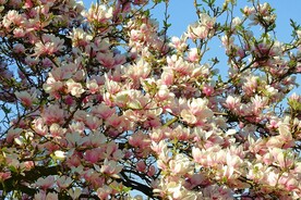 玉兰花