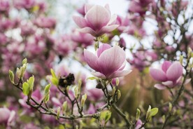 玉兰花