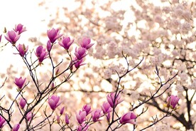 玉兰花