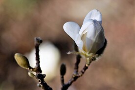 玉兰花