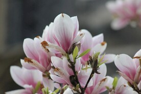 玉兰花