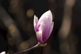 玉兰花