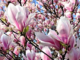玉兰花