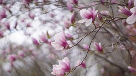 玉兰花