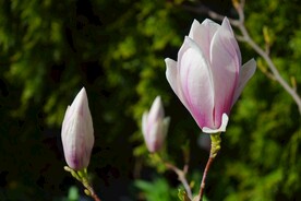 玉兰花