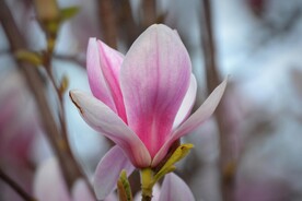 玉兰花