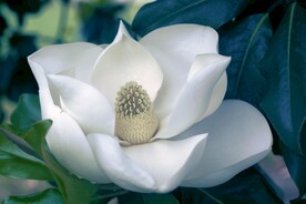 玉兰花