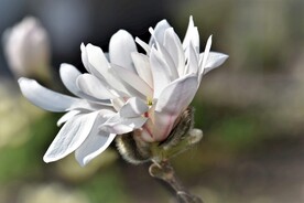 玉兰花