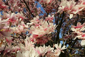 玉兰花