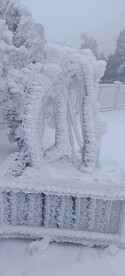 冰冻的盆栽