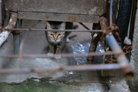 穿越在小车下的小狸花猫