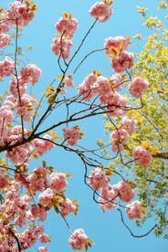樱花
