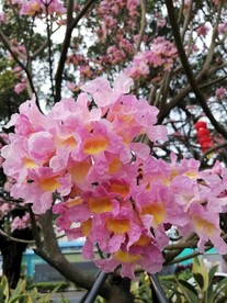 风铃木