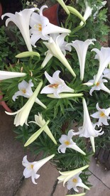 白色百合花