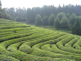 茶园