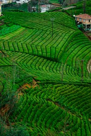 茶园
