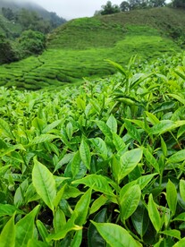 茶园