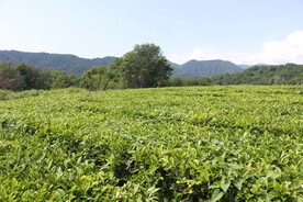 茶园