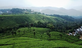 茶园