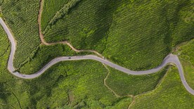 茶园