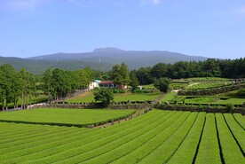 茶园