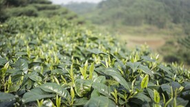 茶园