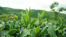 茶园