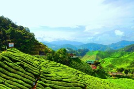 茶园