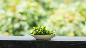 茶园