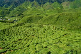 茶园