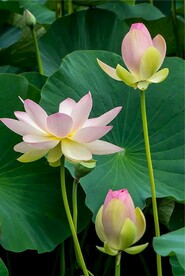 大荷花