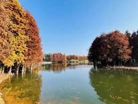 落羽杉