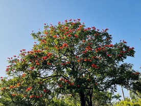 落羽杉