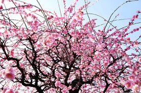 梅花