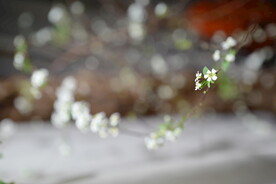 水杨梅花
