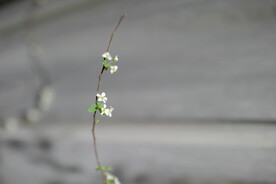 水杨梅花