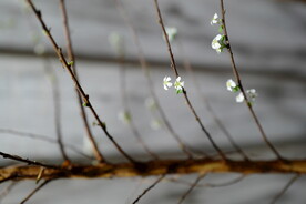 水杨梅花