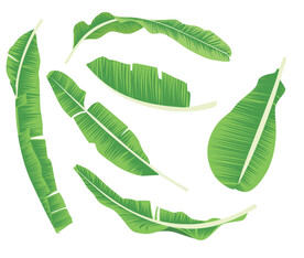 芭蕉叶矢量素材