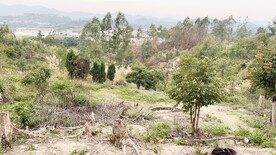 青山绿树