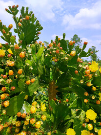 仙人掌花