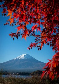 枫叶
