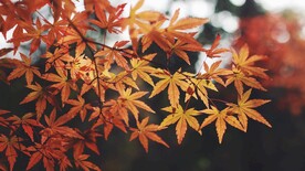 枫叶